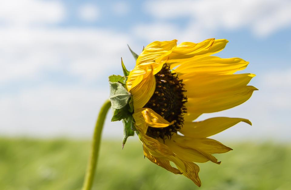 Sunflower Blowing In The Wind | Shutterbug